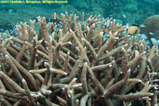 staghorn coral